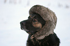 shepherd with cap