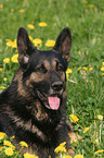 German Shepherd