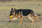 playing German Shepherd