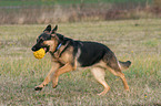 playing German Shepherd