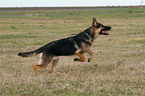 running German Shepherd