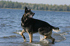 playing German Shepherd