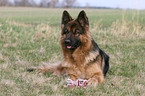 German Shepherd