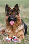 German Shepherd