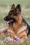 German Shepherd