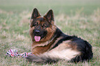 German Shepherd