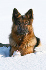 shepherd in snow