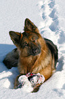 shepherd in snow