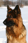 shepherd in snow