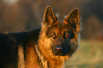 German Shepherd Portrait