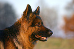 German Shepherd Portrait