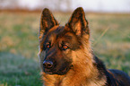 German Shepherd Portrait