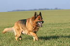 walking german shepherd