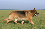 walking german shepherd