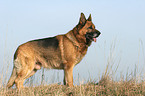 standing German Shepherd