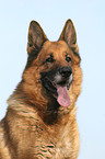 German Shepherd Portrait