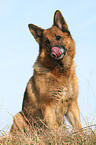 sitting German Shepherd