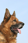 German Shepherd Portrait