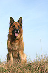 sitting German Shepherd