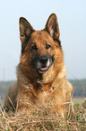 lying German Shepherd