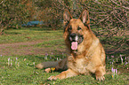 lying German Shepherd