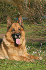 lying German Shepherd