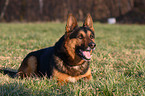 German Shepherd