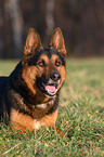 German Shepherd