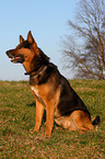 German Shepherd