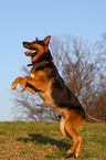 German Shepherd