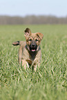 German Shepherd Puppy