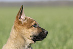 German Shepherd Puppy