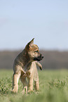 German Shepherd Puppy