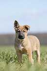 German Shepherd Puppy