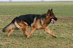 German Shepherd