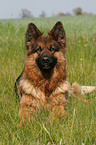 German Shepherd