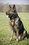 German Shepherd