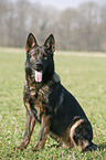 German Shepherd