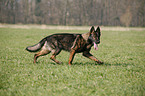 German Shepherd