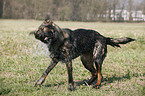 German Shepherd