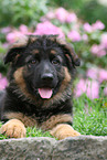 German Shepherd pup