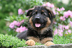 German Shepherd pup