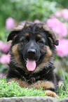 German Shepherd pup