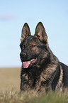 male German Shepherd