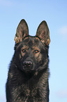 male German Shepherd