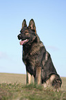 male German Shepherd