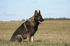 male German Shepherd