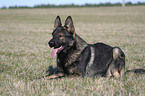 male German Shepherd