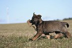 German Shepherd Puppy