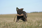 German Shepherd Puppy